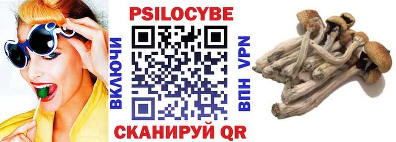 цена   Тара  Псилоцибиновые грибы Psilocybe 